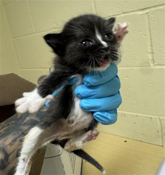 Shelter Stray Female Cat last seen 20TH AVE & FRANKLIN BLVD, 2127 Front St, Sacramento, CA 95818, USA