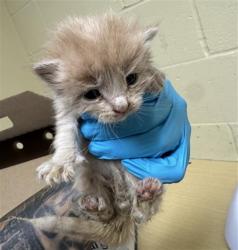 Shelter Stray Male Cat last seen 20TH AVE & FRANKLIN BLVD, 2127 Front St, Sacramento, CA 95818, USA