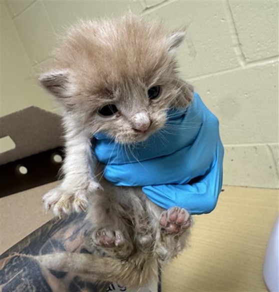 Shelter Stray Male Cat last seen 20TH AVE & FRANKLIN BLVD, 2127 Front St, Sacramento, CA 95818, USA