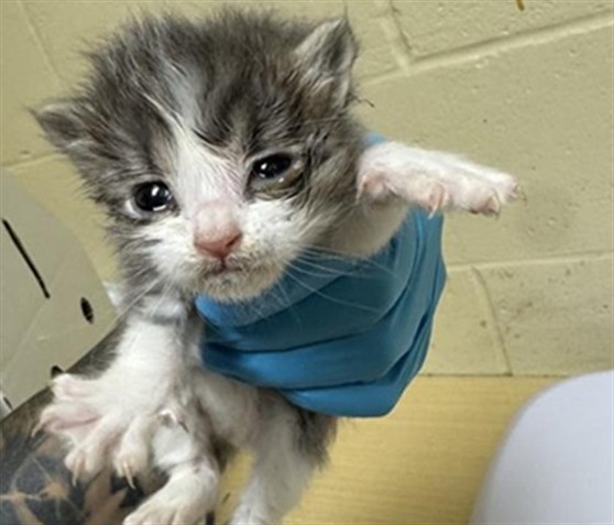 Shelter Stray Male Cat last seen 20TH AVE & FRANKLIN BLVD, 2127 Front St, Sacramento, CA 95818, USA