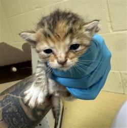 Shelter Stray Female Cat last seen 20TH AVE & FRANKLIN BLVD, 2127 Front St, Sacramento, CA 95818, USA
