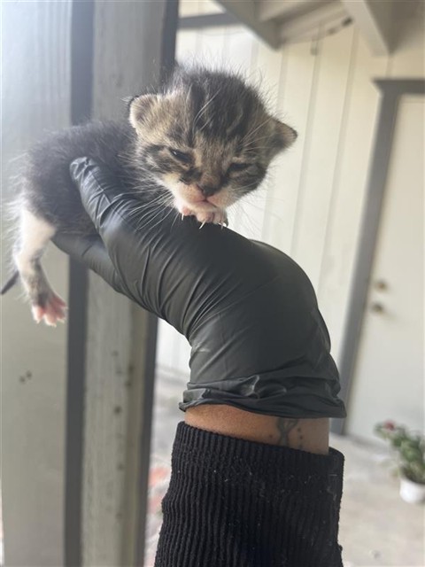 Shelter Stray Male Cat last seen HARRIS AVE & ASTORIA ST, 2127 Front St, Sacramento, CA 95818, USA