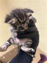 Shelter Stray Male Cat last seen WATERWHEEL DR & MOSSY BANK DR, 2127 Front St, Sacramento, CA 95818, USA