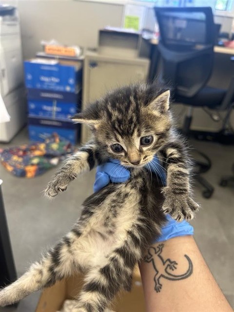 Shelter Stray Female Cat last seen RICHION DR & PARAMOUNT CIR, 2127 Front St, Sacramento, CA 95818, USA
