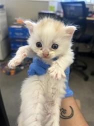 Shelter Stray Female Cat last seen RICHION DR & PARAMOUNT CIR, 2127 Front St, Sacramento, CA 95818, USA