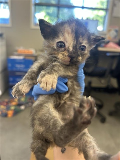 Shelter Stray Female Cat last seen RICHION DR & PARAMOUNT CIR, 2127 Front St, Sacramento, CA 95818, USA