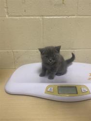 Shelter Stray Female Cat last seen 32ND AVE & 28TH ST, 2127 Front St, Sacramento, CA 95818, USA