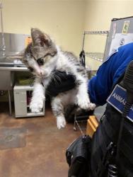 Shelter Stray Male Cat last seen EDGEWATER RD & BAY DR, 2127 Front St, Sacramento, CA 95818, USA