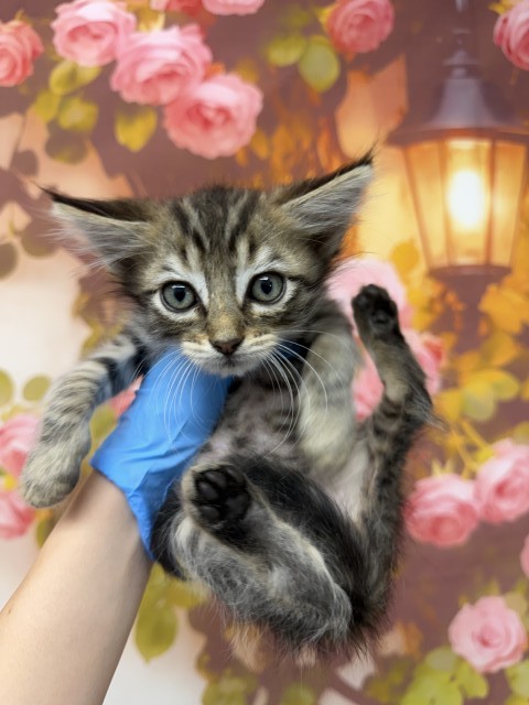Shelter Stray Male Cat last seen W LEWIS AND N DRIFTWOOD AVE, 333 Chandler Pl, San Bernardino, CA 92408, USA