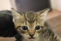 Shelter Stray Male Cat last seen , Columbia, SC 29209