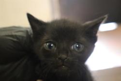 Shelter Stray Male Cat last seen , Columbia, SC 29209