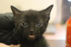 Shelter Stray Male Cat last seen , Columbia, SC 29209
