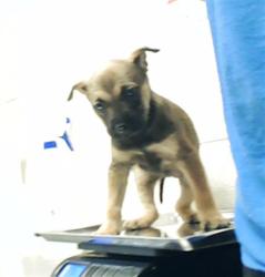 Shelter Stray Female Dog last seen Near BLOCK SKIBO RD, FAYETTEVILLE NC 28303, 4704 Corporation Dr, Fayetteville, NC 28306, USA