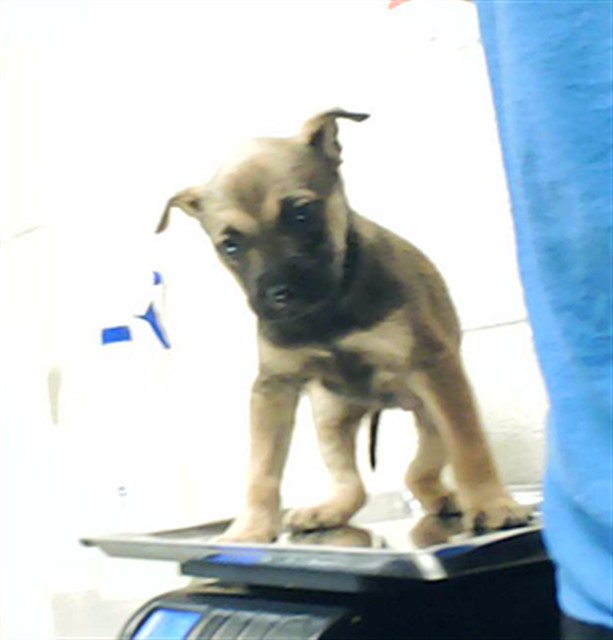 Shelter Stray Female Dog last seen Near BLOCK SKIBO RD, FAYETTEVILLE NC 28303, 4704 Corporation Dr, Fayetteville, NC 28306, USA