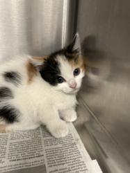 Shelter Stray Female Cat last seen , 14409 Vanowen St, Van Nuys, CA 91405, USA
