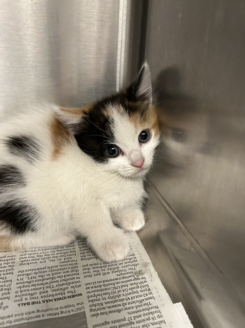 Shelter Stray Female Cat last seen , 14409 Vanowen St, Van Nuys, CA 91405, USA
