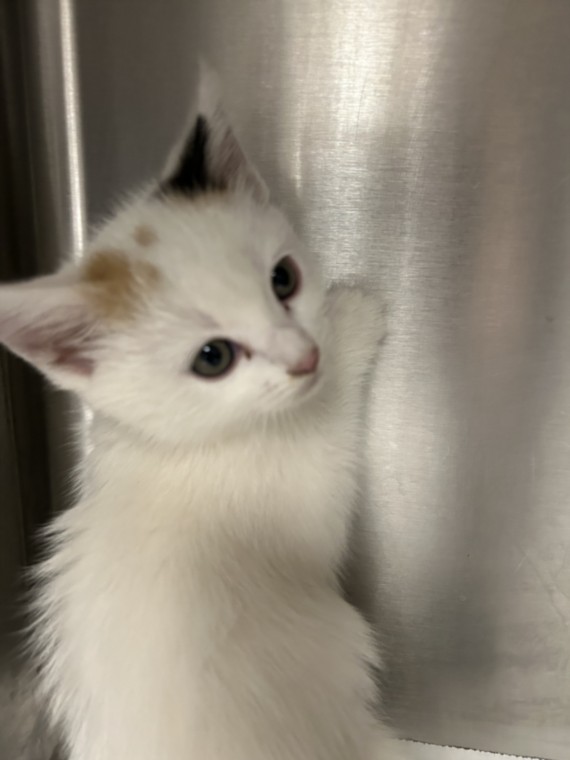 Shelter Stray Female Cat last seen , 14409 Vanowen St, Van Nuys, CA 91405, USA