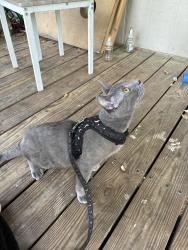 Reunited Male Cat last seen Near Virginia Pl, Magnolia, TX 77355, USA, Magnolia, TX 77355