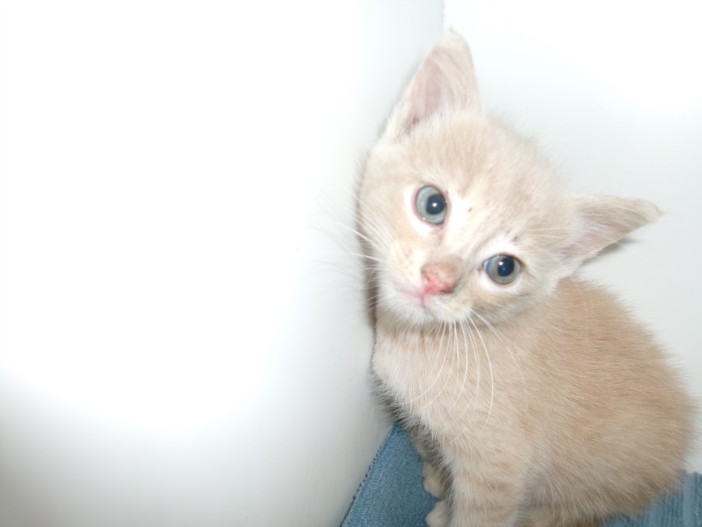 Shelter Stray Male Cat last seen , 14409 Vanowen St, Van Nuys, CA 91405, USA