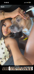 Reunited Male Dog last seen Westchase, Houston, TX 77042