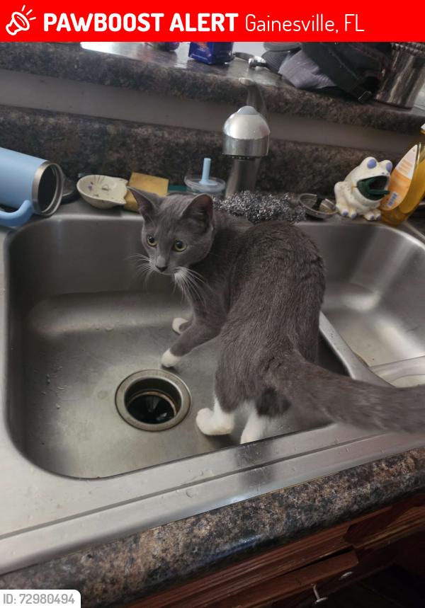 Lost Female Cat last seen 2nd ave , Gainesville, FL 32601