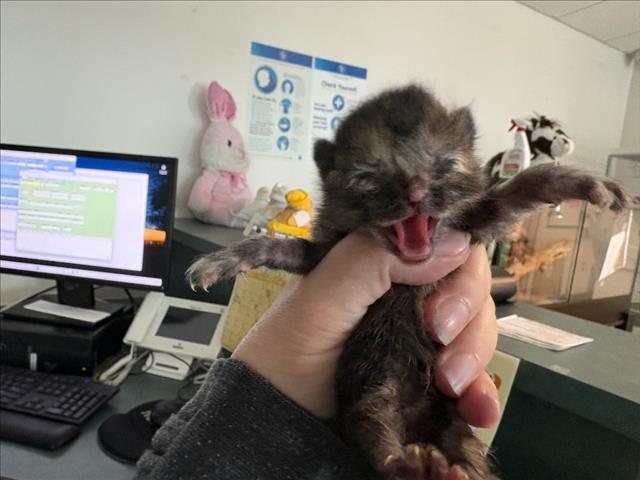 Shelter Stray Female Cat last seen , West Valley Animal Shelter, 20655 Plummer St, Chatsworth, CA 91311, USA