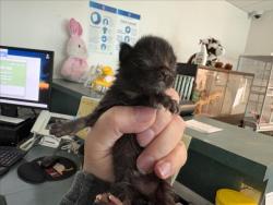 Shelter Stray Female Cat last seen , West Valley Animal Shelter, 20655 Plummer St, Chatsworth, CA 91311, USA