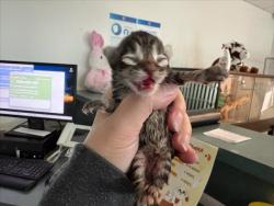Shelter Stray Male Cat last seen , West Valley Animal Shelter, 20655 Plummer St, Chatsworth, CA 91311, USA
