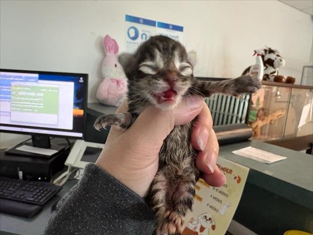 Shelter Stray Male Cat last seen , West Valley Animal Shelter, 20655 Plummer St, Chatsworth, CA 91311, USA