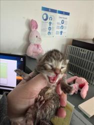 Shelter Stray Male Cat last seen , West Valley Animal Shelter, 20655 Plummer St, Chatsworth, CA 91311, USA