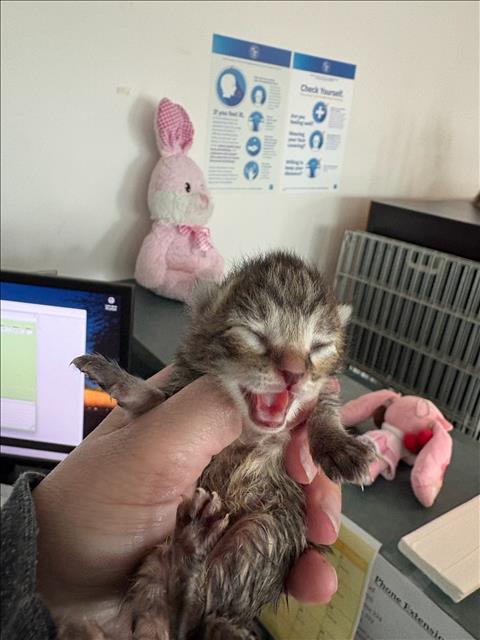 Shelter Stray Male Cat last seen , West Valley Animal Shelter, 20655 Plummer St, Chatsworth, CA 91311, USA