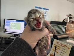 Shelter Stray Male Cat last seen , West Valley Animal Shelter, 20655 Plummer St, Chatsworth, CA 91311, USA