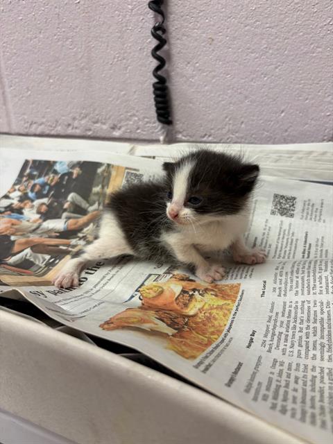 Shelter Stray Male Cat last seen RETURN, 2020 Forest St, Jacksonville, FL 32204, USA