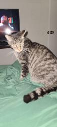 Reunited Male Cat last seen Marks & Alamos, Fresno, CA 93705