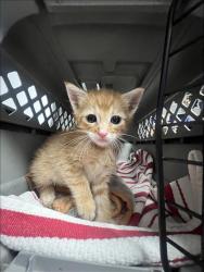 Shelter Stray Male Cat last seen , 957 N Gaffey St, San Pedro, CA 90731, USA