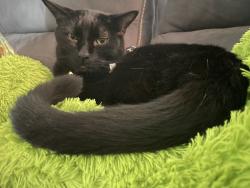 Lost Male Cat last seen 114th Ave SE, Renton, WA 98058