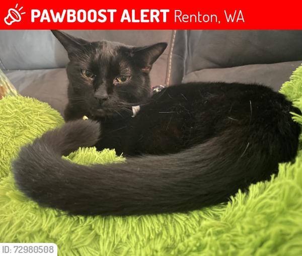 Lost Male Cat last seen 114th Ave SE, Renton, WA 98058