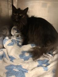 Shelter Stray Female Cat last seen , 11258 Garfield Ave, Downey, CA 90242, USA