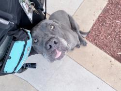 Shelter Stray Male Dog last seen Near Gaines Street, San Diego, CA, 92110, 5500 Gaines St, San Diego, CA 92110, USA