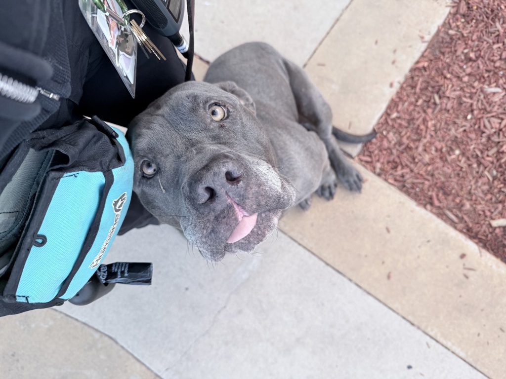 Shelter Stray Male Dog last seen Near Gaines Street, San Diego, CA, 92110, 5500 Gaines St, San Diego, CA 92110, USA
