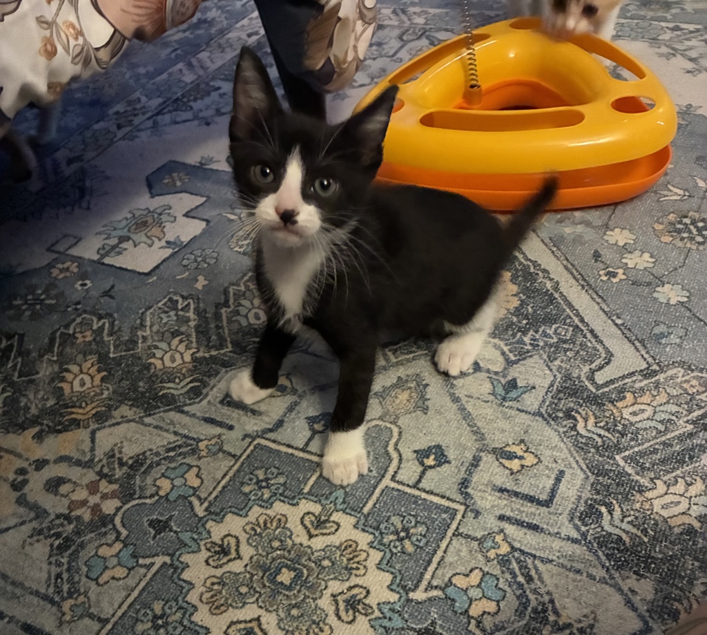 Shelter Stray Male Cat last seen Near Grove Avenue, Imperial Beach, CA, 91932, 5500 Gaines St, San Diego, CA 92110, USA