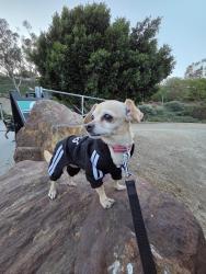 Lost Female Dog last seen Glenwood and Aliso Creek Road, Aliso Viejo, CA 92656