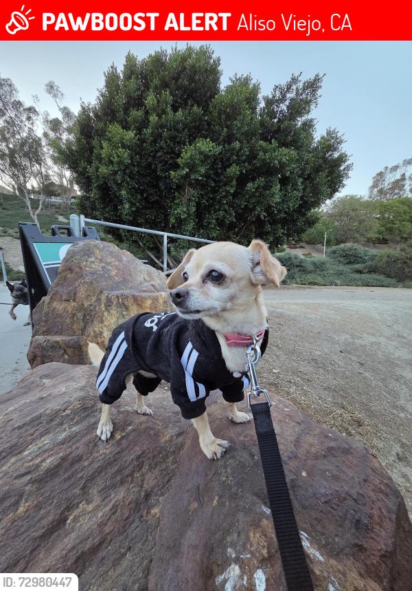 Lost Female Dog last seen Glenwood and Aliso Creek Road, Aliso Viejo, CA 92656
