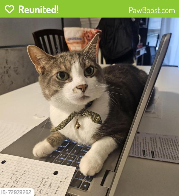 Reunited Male Cat last seen Near Westminster Highway , Richmond, BC V7C 5R8