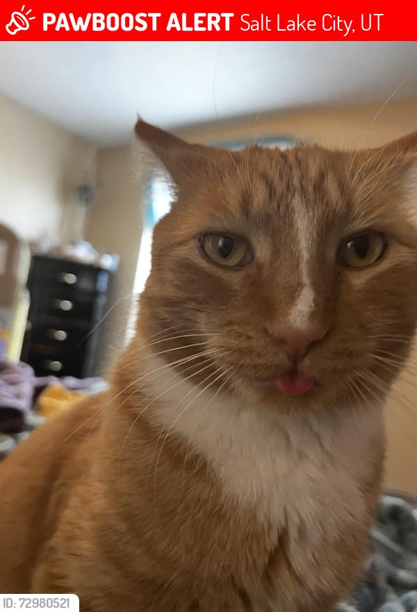 Lost Male Cat last seen Near s, Salt Lake City, UT 84121