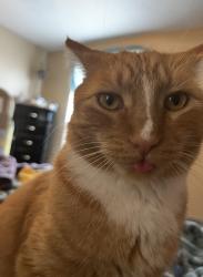Lost Male Cat last seen Near s, Salt Lake City, UT 84121