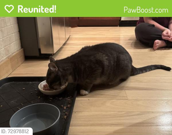 Reunited Male Cat last seen South shore blvd & hazel street near lakeview park, White Bear Lake, MN 55110