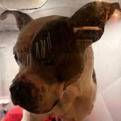 Shelter Stray Male Dog last seen , Philadelphia, PA 19140