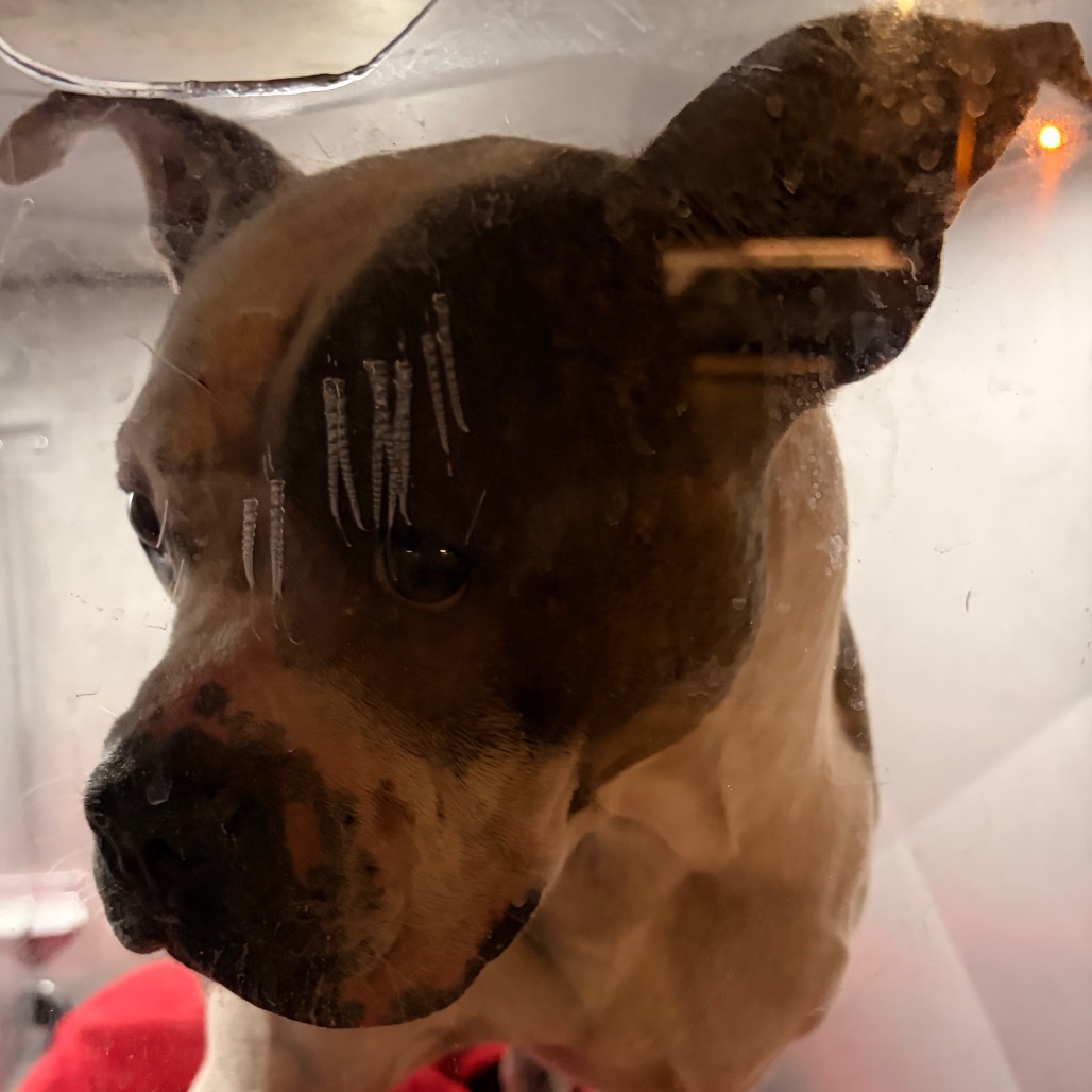 Shelter Stray Male Dog last seen , Animal Care & Control Team of Philly, 111 W Hunting Park Ave, Philadelphia, PA 19140, USA