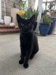 Lost Male Cat last seen Magnolia and Heil, Fountain Valley, CA 92708